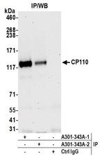 CP110 Antibody in Immunoprecipitation (IP)