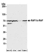 RAF1/c-RAF Antibody in Western Blot (WB)