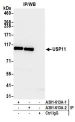 USP11 Antibody in Immunoprecipitation (IP)