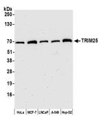 TRIM25 Antibody in Western Blot (WB)