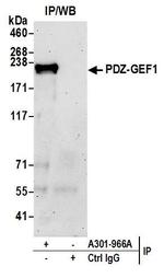 PDZ-GEF1 Antibody in Immunoprecipitation (IP)