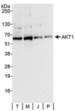 AKT1 Antibody in Western Blot (WB)