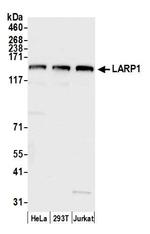 LARP1 Antibody in Western Blot (WB)