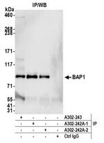 BAP1 Antibody in Immunoprecipitation (IP)