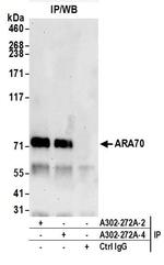 ARA70 Antibody in Immunoprecipitation (IP)