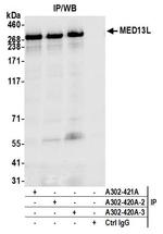 MED13L Antibody in Immunoprecipitation (IP)