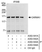 CARMA1 Antibody in Immunoprecipitation (IP)