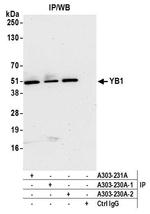 YB1 Antibody in Immunoprecipitation (IP)