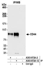 CD44 Antibody in Immunoprecipitation (IP)