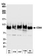 CD44 Antibody in Western Blot (WB)