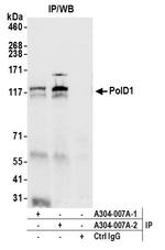 PolD1 Antibody in Immunoprecipitation (IP)