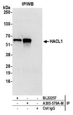 HACL1 Antibody in Immunoprecipitation (IP)