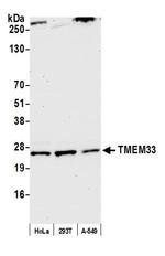 TMEM33 Antibody in Western Blot (WB)