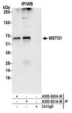 MSTO1 Antibody in Immunoprecipitation (IP)