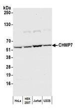 CHMP7 Antibody in Western Blot (WB)