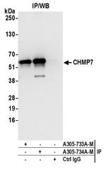 CHMP7 Antibody in Immunoprecipitation (IP)