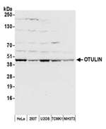 OTULIN Antibody in Western Blot (WB)