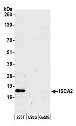 ISCA2 Antibody in Western Blot (WB)