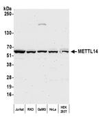 METTL14 Antibody in Western Blot (WB)