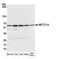 METTL14 Antibody in Western Blot (WB)