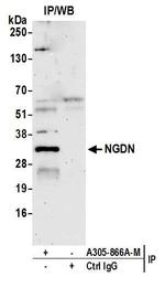 NGDN Antibody in Immunoprecipitation (IP)