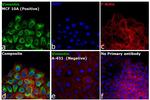 Rabbit IgG (H+L) Highly Cross-Adsorbed Secondary Antibody in Immunocytochemistry (ICC/IF)