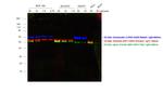 Chicken IgY (H+L) Cross-Adsorbed Secondary Antibody in Western Blot (WB)
