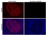 CD45RA Antibody in Immunohistochemistry (Paraffin) (IHC (P))