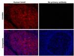 CD45RA Antibody in Immunohistochemistry (Paraffin) (IHC (P))