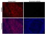 CD45RA Antibody in Immunohistochemistry (Paraffin) (IHC (P))