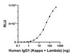 Human IgG (Light chain) Secondary Antibody in ELISA (ELISA)