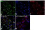 Human IgG (Light chain) Secondary Antibody in Immunocytochemistry (ICC/IF)