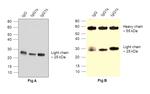 Human IgG (Light chain) Secondary Antibody in Western Blot (WB)