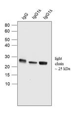 Human IgG (Light chain) Secondary Antibody