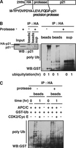 GST Tag Antibody in Western Blot (WB)