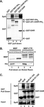 GST Tag Antibody in Western Blot (WB)