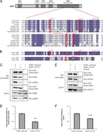 GST Tag Antibody in Immunoprecipitation (IP)