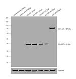 GST Tag Antibody in Western Blot (WB)