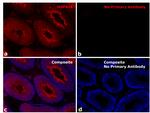 Human IgG Fab Secondary Antibody in Immunohistochemistry (Paraffin) (IHC (P))