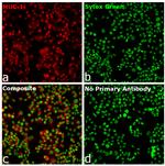 Human IgG Fab Secondary Antibody in Immunocytochemistry (ICC/IF)