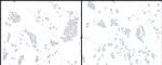 HIF2-alpha Antibody in Immunocytochemistry (ICC/IF)