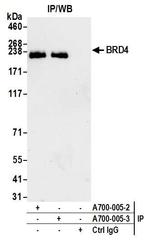 BRD4 Antibody in Immunoprecipitation (IP)