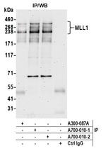 MLL1 Antibody in Immunoprecipitation (IP)