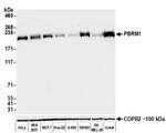 PBRM1 Antibody in Western Blot (WB)