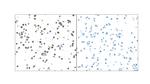 Granzyme B Antibody in Immunocytochemistry (ICC/IF)