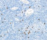 Granzyme B Antibody in Immunohistochemistry (Paraffin) (IHC (P))