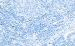 Granzyme B Antibody in Immunohistochemistry (Paraffin) (IHC (P))