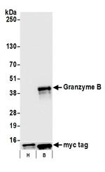 Granzyme B Antibody in Western Blot (WB)