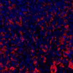 IDO1 Antibody in Immunohistochemistry (Paraffin) (IHC (P))