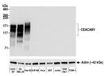 CEACAM1 Antibody in Western Blot (WB)